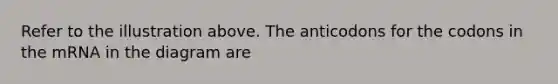 Refer to the illustration above. The anticodons for the codons in the mRNA in the diagram are