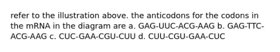 refer to the illustration above. the anticodons for the codons in the mRNA in the diagram are a. GAG-UUC-ACG-AAG b. GAG-TTC-ACG-AAG c. CUC-GAA-CGU-CUU d. CUU-CGU-GAA-CUC