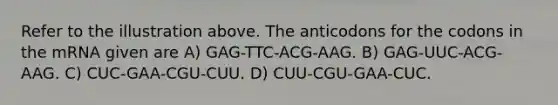 Refer to the illustration above. The anticodons for the codons in the mRNA given are A) GAG-TTC-ACG-AAG. B) GAG-UUC-ACG-AAG. C) CUC-GAA-CGU-CUU. D) CUU-CGU-GAA-CUC.