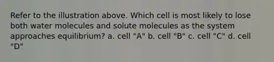 Refer to the illustration above. Which cell is most likely to lose both water molecules and solute molecules as the system approaches equilibrium? a. cell "A" b. cell "B" c. cell "C" d. cell "D"