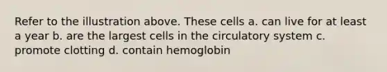 Refer to the illustration above. These cells a. can live for at least a year b. are the largest cells in the circulatory system c. promote clotting d. contain hemoglobin