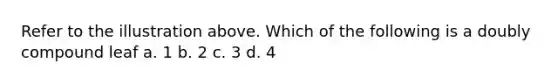 Refer to the illustration above. Which of the following is a doubly compound leaf a. 1 b. 2 c. 3 d. 4