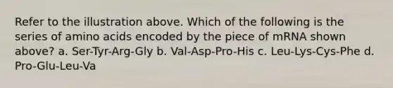 Refer to the illustration above. Which of the following is the series of amino acids encoded by the piece of mRNA shown above? a. Ser-Tyr-Arg-Gly b. Val-Asp-Pro-His c. Leu-Lys-Cys-Phe d. Pro-Glu-Leu-Va