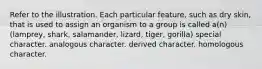 Refer to the illustration. Each particular feature, such as dry skin, that is used to assign an organism to a group is called a(n) (lamprey, shark, salamander, lizard, tiger, gorilla) special character. analogous character. derived character. homologous character.