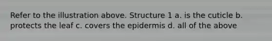 Refer to the illustration above. Structure 1 a. is the cuticle b. protects the leaf c. covers the epidermis d. all of the above