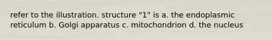 refer to the illustration. structure "1" is a. the endoplasmic reticulum b. Golgi apparatus c. mitochondrion d. the nucleus