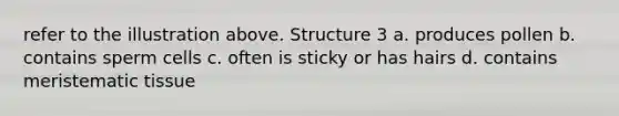 refer to the illustration above. Structure 3 a. produces pollen b. contains sperm cells c. often is sticky or has hairs d. contains meristematic tissue