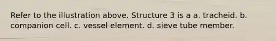 Refer to the illustration above. Structure 3 is a a. tracheid. b. companion cell. c. vessel element. d. sieve tube member.