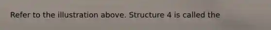 Refer to the illustration above. Structure 4 is called the