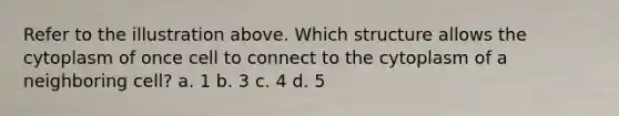 Refer to the illustration above. Which structure allows the cytoplasm of once cell to connect to the cytoplasm of a neighboring cell? a. 1 b. 3 c. 4 d. 5