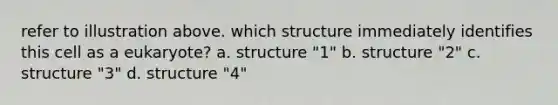 refer to illustration above. which structure immediately identifies this cell as a eukaryote? a. structure "1" b. structure "2" c. structure "3" d. structure "4"