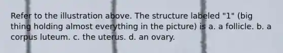 Refer to the illustration above. The structure labeled "1" (big thing holding almost everything in the picture) is a. a follicle. b. a corpus luteum. c. the uterus. d. an ovary.
