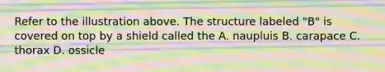 Refer to the illustration above. The structure labeled "B" is covered on top by a shield called the A. naupluis B. carapace C. thorax D. ossicle