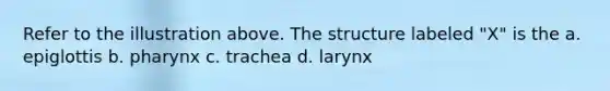 Refer to the illustration above. The structure labeled "X" is the a. epiglottis b. pharynx c. trachea d. larynx