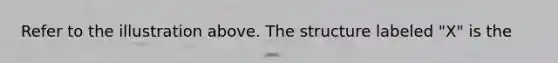 Refer to the illustration above. The structure labeled "X" is the