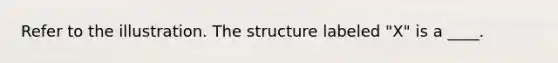 Refer to the illustration. The structure labeled "X" is a ____.