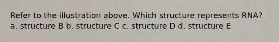 Refer to the illustration above. Which structure represents RNA? a. structure B b. structure C c. structure D d. structure E