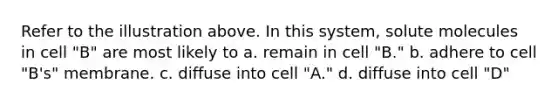 Refer to the illustration above. In this system, solute molecules in cell "B" are most likely to a. remain in cell "B." b. adhere to cell "B's" membrane. c. diffuse into cell "A." d. diffuse into cell "D"