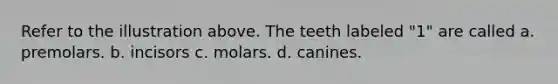 Refer to the illustration above. The teeth labeled "1" are called a. premolars. b. incisors c. molars. d. canines.