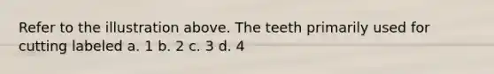 Refer to the illustration above. The teeth primarily used for cutting labeled a. 1 b. 2 c. 3 d. 4