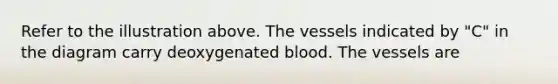 Refer to the illustration above. The vessels indicated by "C" in the diagram carry deoxygenated blood. The vessels are