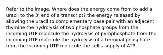 Refer to the image. Where does the energy come from to add a uracil to the 3' end of a transcript? the energy released by allowing the uracil to complementary base pair with an adjacent thymine the hydrolysis of two phosphate groups from the incoming UTP molecule the hydrolysis of pyrophosphate from the incoming UTP molecule the hydrolysis of a terminal phosphate from the incoming UTP molecule the cell's supply of ATP