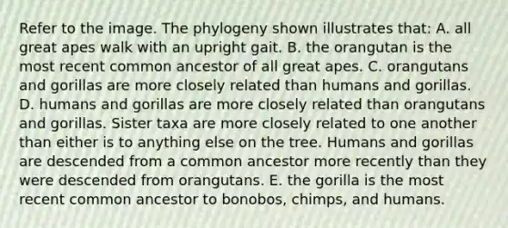 Refer to the image. The phylogeny shown illustrates that: A. all great apes walk with an upright gait. B. the orangutan is the most recent common ancestor of all great apes. C. orangutans and gorillas are more closely related than humans and gorillas. D. humans and gorillas are more closely related than orangutans and gorillas. Sister taxa are more closely related to one another than either is to anything else on the tree. Humans and gorillas are descended from a common ancestor more recently than they were descended from orangutans. E. the gorilla is the most recent common ancestor to bonobos, chimps, and humans.