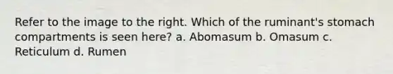 Refer to the image to the right. Which of the ruminant's stomach compartments is seen here? a. Abomasum b. Omasum c. Reticulum d. Rumen