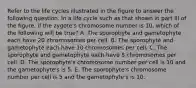 Refer to the life cycles illustrated in the figure to answer the following question. In a life cycle such as that shown in part III of the figure, if the zygote's chromosome number is 10, which of the following will be true? A. The sporophyte and gametophyte each have 20 chromosomes per cell. B. The sporophyte and gametophyte each have 10 chromosomes per cell. C. The sporophyte and gametophyte each have 5 chromosomes per cell. D. The sporophyte's chromosome number per cell is 10 and the gametophyte's is 5. E. The sporophyte's chromosome number per cell is 5 and the gametophyte's is 10.