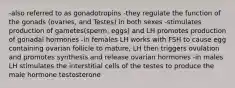 -also referred to as gonadotropins -they regulate the function of the gonads (ovaries, and Testes) in both sexes -stimulates production of gametes(sperm, eggs) and LH promotes production of gonadal hormones -in females LH works with FSH to cause egg containing ovarian follicle to mature, LH then triggers ovulation and promotes synthesis and release ovarian hormones -in males LH stimulates the interstitial cells of the testes to produce the male hormone testosterone