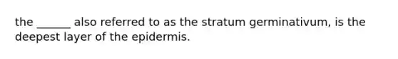 the ______ also referred to as the stratum germinativum, is the deepest layer of the epidermis.