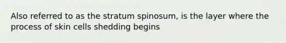 Also referred to as the stratum spinosum, is the layer where the process of skin cells shedding begins