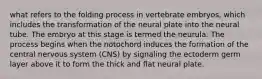 what refers to the folding process in vertebrate embryos, which includes the transformation of the neural plate into the neural tube. The embryo at this stage is termed the neurula. The process begins when the notochord induces the formation of the central nervous system (CNS) by signaling the ectoderm germ layer above it to form the thick and flat neural plate.