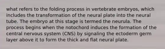 what refers to the folding process in vertebrate embryos, which includes the transformation of the neural plate into the neural tube. The embryo at this stage is termed the neurula. The process begins when the notochord induces the formation of the central nervous system (CNS) by signaling the ectoderm germ layer above it to form the thick and flat neural plate.