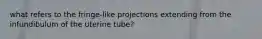 what refers to the fringe-like projections extending from the infundibulum of the uterine tube?