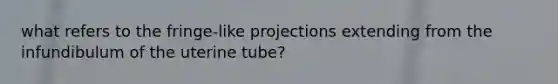 what refers to the fringe-like projections extending from the infundibulum of the uterine tube?