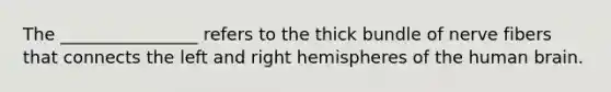 The ________________ refers to the thick bundle of nerve fibers that connects the left and right hemispheres of the human brain.