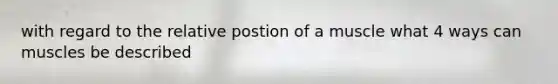 with regard to the relative postion of a muscle what 4 ways can muscles be described