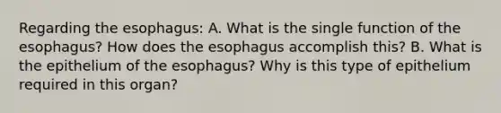 Regarding the esophagus: A. What is the single function of the esophagus? How does the esophagus accomplish this? B. What is the epithelium of the esophagus? Why is this type of epithelium required in this organ?