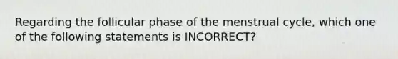 Regarding the follicular phase of the menstrual cycle, which one of the following statements is INCORRECT?