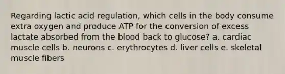 Regarding lactic acid regulation, which cells in the body consume extra oxygen and produce ATP for the conversion of excess lactate absorbed from the blood back to glucose? a. cardiac muscle cells b. neurons c. erythrocytes d. liver cells e. skeletal muscle fibers