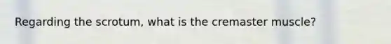 Regarding the scrotum, what is the cremaster muscle?