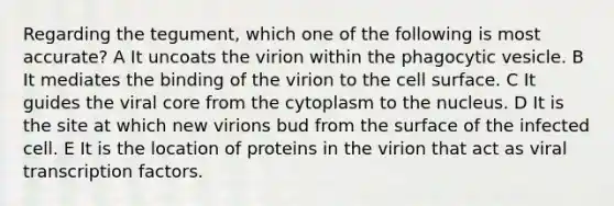 Regarding the tegument, which one of the following is most accurate? A It uncoats the virion within the phagocytic vesicle. B It mediates the binding of the virion to the cell surface. C It guides the viral core from the cytoplasm to the nucleus. D It is the site at which new virions bud from the surface of the infected cell. E It is the location of proteins in the virion that act as viral transcription factors.