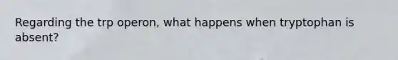 Regarding the trp operon, what happens when tryptophan is absent?