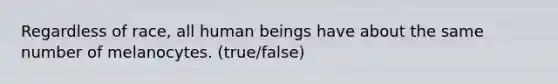 Regardless of race, all human beings have about the same number of melanocytes. (true/false)