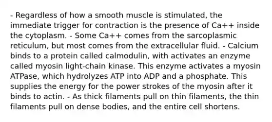 - Regardless of how a smooth muscle is stimulated, the immediate trigger for contraction is the presence of Ca++ inside the cytoplasm. - Some Ca++ comes from the sarcoplasmic reticulum, but most comes from the extracellular fluid. - Calcium binds to a protein called calmodulin, with activates an enzyme called myosin light-chain kinase. This enzyme activates a myosin ATPase, which hydrolyzes ATP into ADP and a phosphate. This supplies the energy for the power strokes of the myosin after it binds to actin. - As thick filaments pull on thin filaments, the thin filaments pull on dense bodies, and the entire cell shortens.