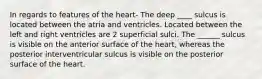 In regards to features of the heart- The deep ____ sulcus is located between the atria and ventricles. Located between the left and right ventricles are 2 superficial sulci. The ______ sulcus is visible on the anterior surface of the heart, whereas the posterior interventricular sulcus is visible on the posterior surface of the heart.