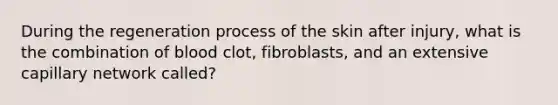 During the regeneration process of the skin after injury, what is the combination of blood clot, fibroblasts, and an extensive capillary network called?