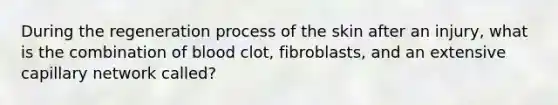 During the regeneration process of the skin after an injury, what is the combination of blood clot, fibroblasts, and an extensive capillary network called?