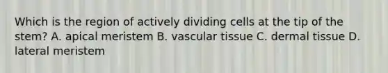 Which is the region of actively dividing cells at the tip of the stem? A. apical meristem B. vascular tissue C. dermal tissue D. lateral meristem